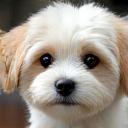A small, fluffy dog with a friendly expression.