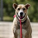 A mixed-breed dog named Luna walking calmly on a leash.