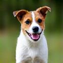 A playful Jack Russell Terrier.
