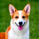 A happy Corgi named Winston sitting on the grass.